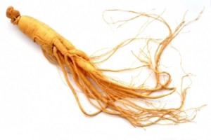 Panax_Ginseng2