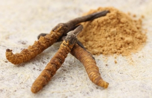 cordyceps-sinensis-benefits