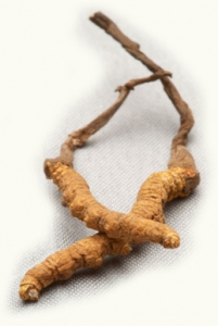 pic_cordyceps